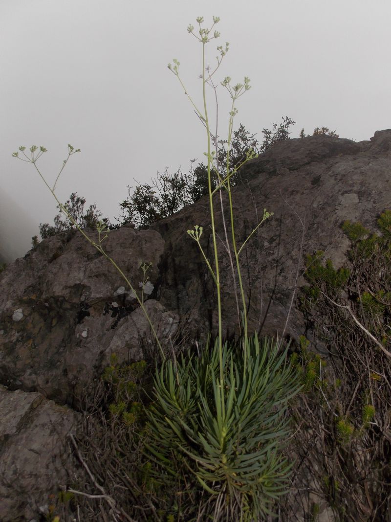 Bupleurum dianthifolium / Bupleuro di Marettimo